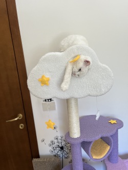 CAT Scratchers & Cat Tree Purple Cat Climbing Frame Cat Nest Cat Tree One Scratching Column Large Cat Tower Cat Scratching Board Toy Jumping Platform Cat Villa review Laila 01