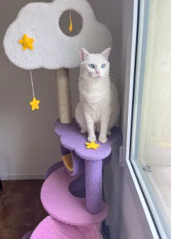 CAT Scratchers & Cat Tree Purple Cat Climbing Frame Cat Nest Cat Tree One Scratching Column Large Cat Tower Cat Scratching Board Toy Jumping Platform Cat Villa review Laila  03