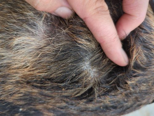 GUAI CHONG JING Cat Dog Antifungal Spray review 