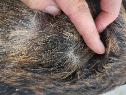 GUAI CHONG JING Cat Dog Antifungal Spray review 