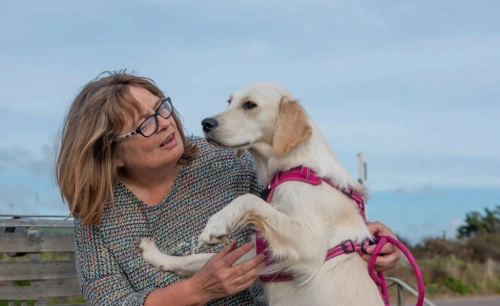 LISPOO Labrador Dog Hip Brace review 