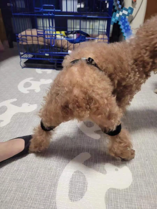 Dog Leg Braces For Hip Dysplasia review 