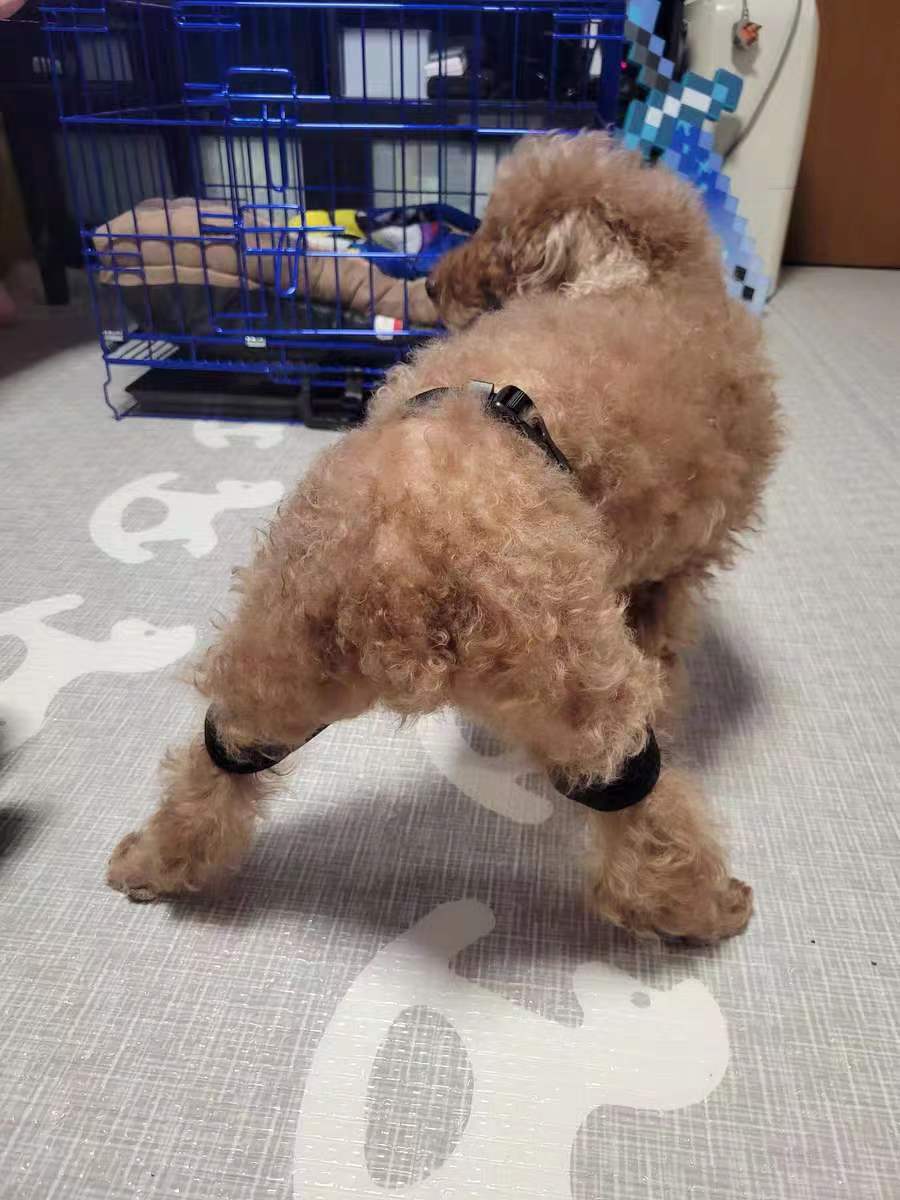 Dog Leg Braces For Hip Dysplasia review 1