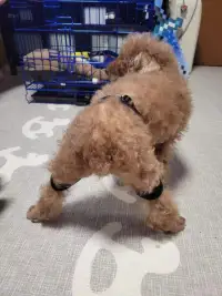 Dog Leg Braces For Hip Dysplasia review 1