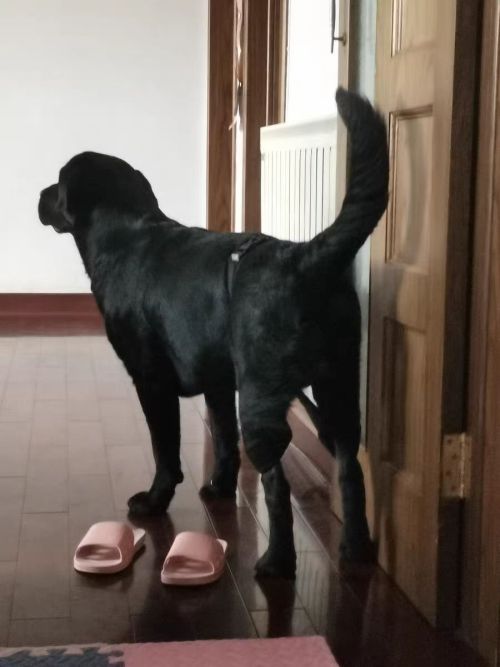 Dog Leg Braces For Hip Dysplasia review 