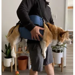 Dog Mobility Support Sling for Waist review Bibliogamer