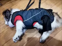Full Body Dog Lift Harness review 0