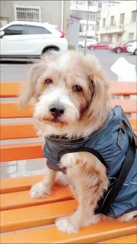 Full Body Dog Lift Harness review 0