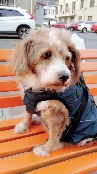 Full Body Dog Lift Harness review 1