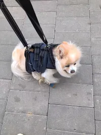 Full Body Dog Lift Harness review 0