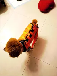 Full Body Dog Lift Harness review 0