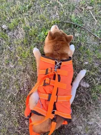 Full Body Dog Lift Harness review 1