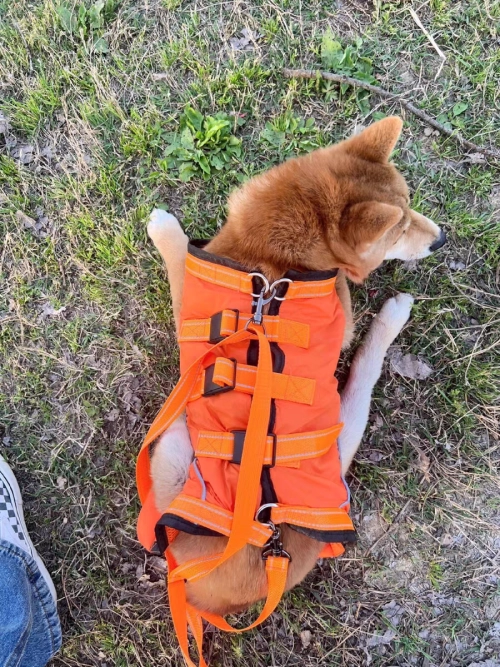 Full Body Dog Lift Harness review 