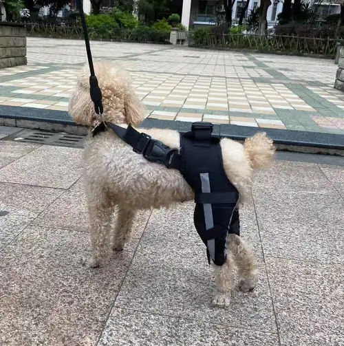 Dog Acl Braces Fix Joint Damage Knee Braces for Dogs review 