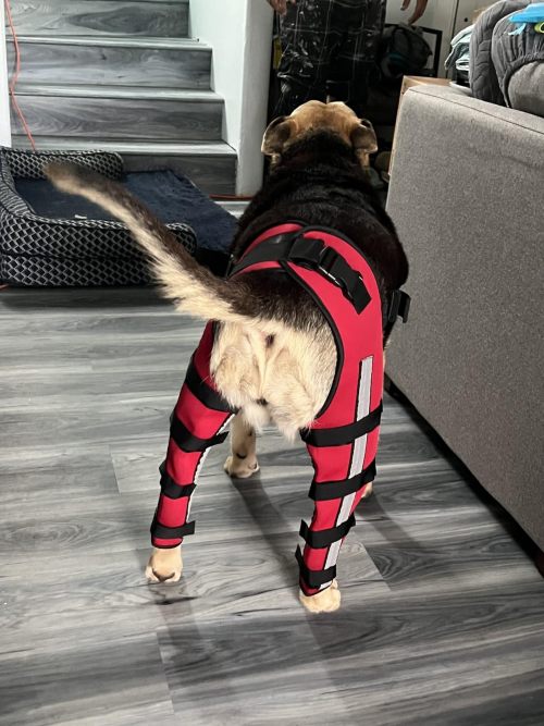 Dog Acl Braces Fix Joint Damage Knee Braces for Dogs review