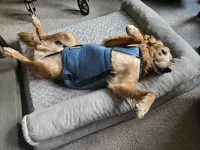 Dog Lift and Mobility Support Harness review 0