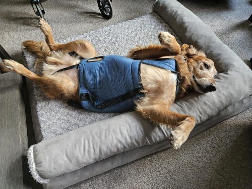 Dog Lift and Mobility Support Harness review 
