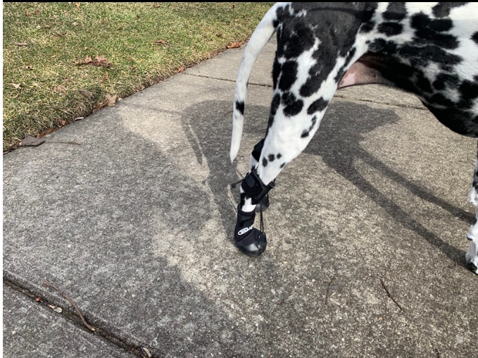 LISPOO Dog Paw Protection Boots review 0