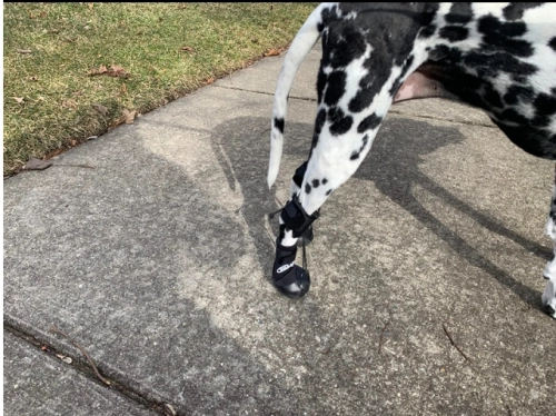 LISPOO Dog Paw Protection Boots review 