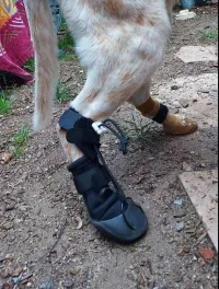 LISPOO Dog Paw Protection Boots review 0