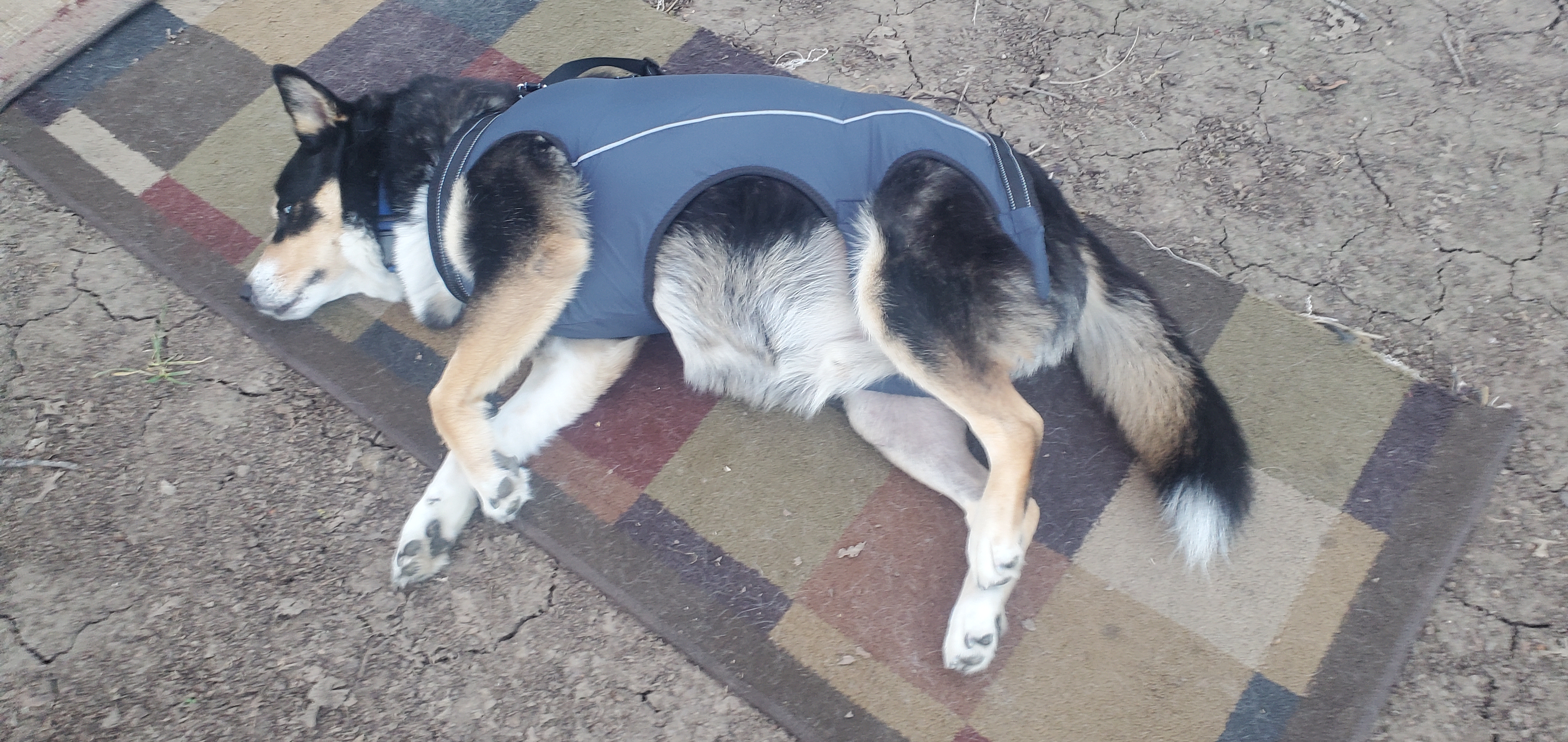 Full Body Dog Lift Harness review Richard Baltz 01