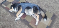 Full Body Dog Lift Harness review 0