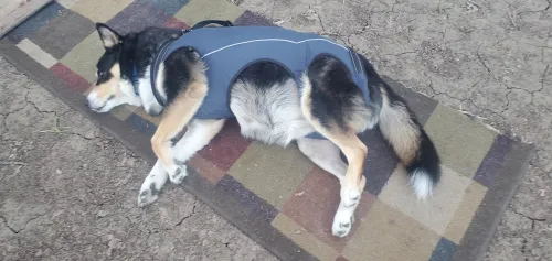Full Body Dog Lift Harness review Richard Baltz