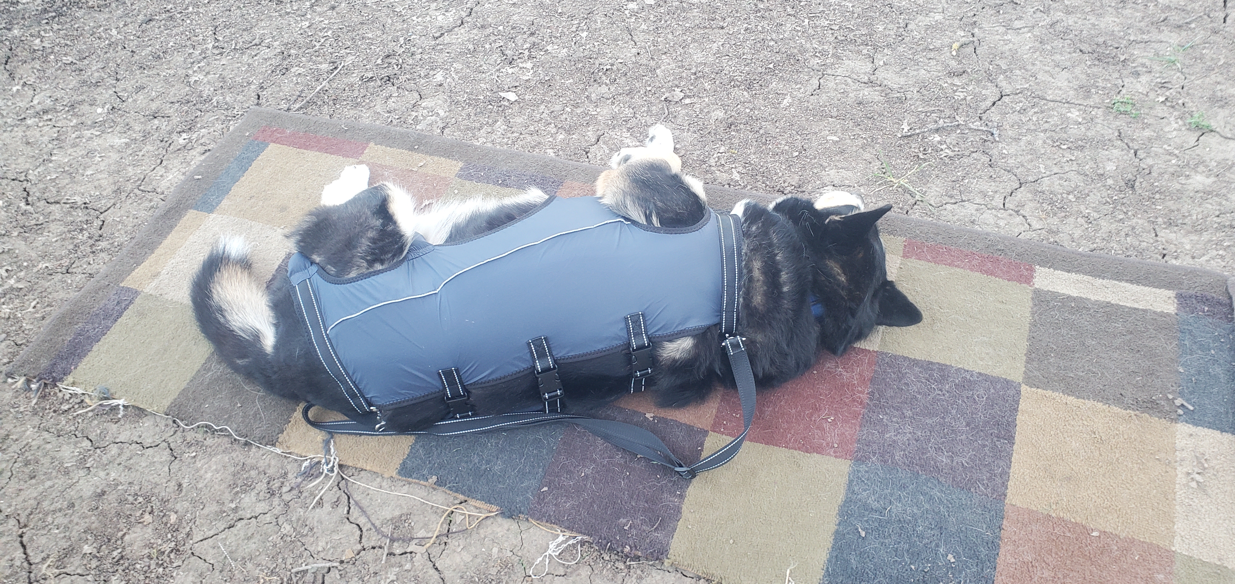 Full Body Dog Lift Harness review Richard Baltz 02