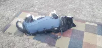 Full Body Dog Lift Harness review 1