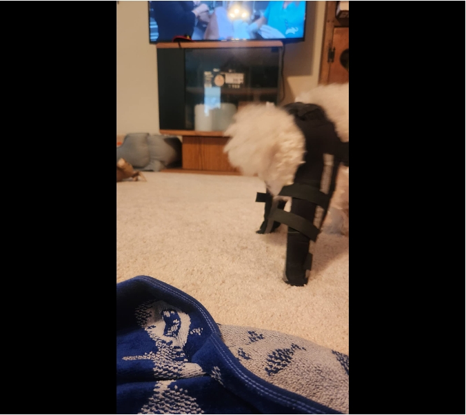 Dog Acl Braces Fix Joint Damage Knee Braces for Dogs review Jacqueline 02