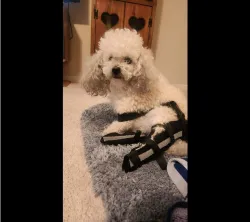 Dog Acl Braces Fix Joint Damage Knee Braces for Dogs review Jacqueline 01