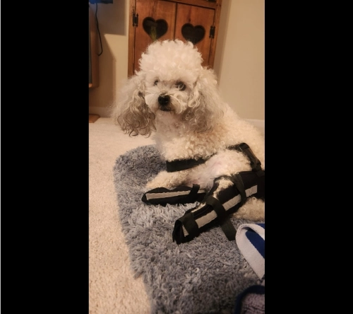 Dog Acl Braces Fix Joint Damage Knee Braces for Dogs review 