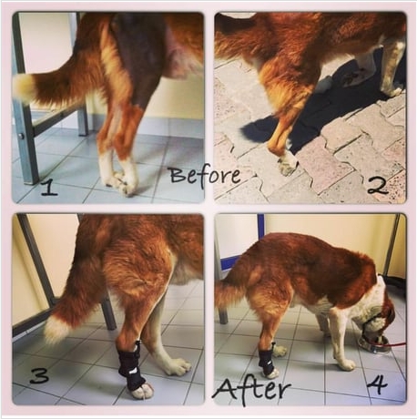 LISPOO Dog Front Leg No Knuckling Training Sock review Zara