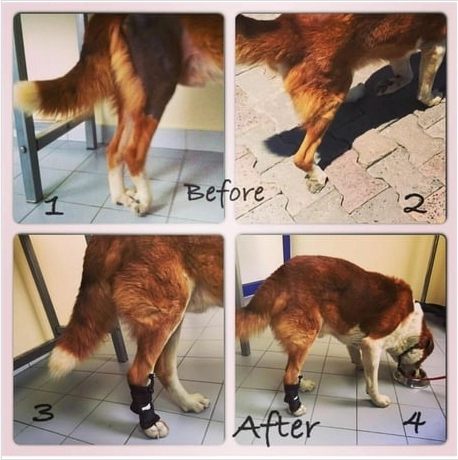 LISPOO Dog Front Leg No Knuckling Training Sock review Zara