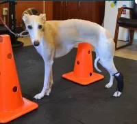 LISPOO Dog Front Leg No Knuckling Training Sock review 0