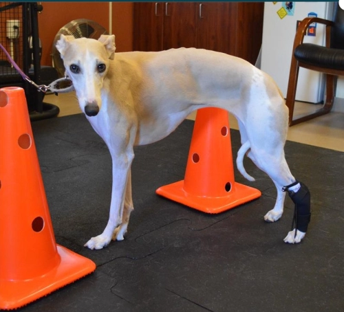 LISPOO Dog Front Leg No Knuckling Training Sock review Veronica 