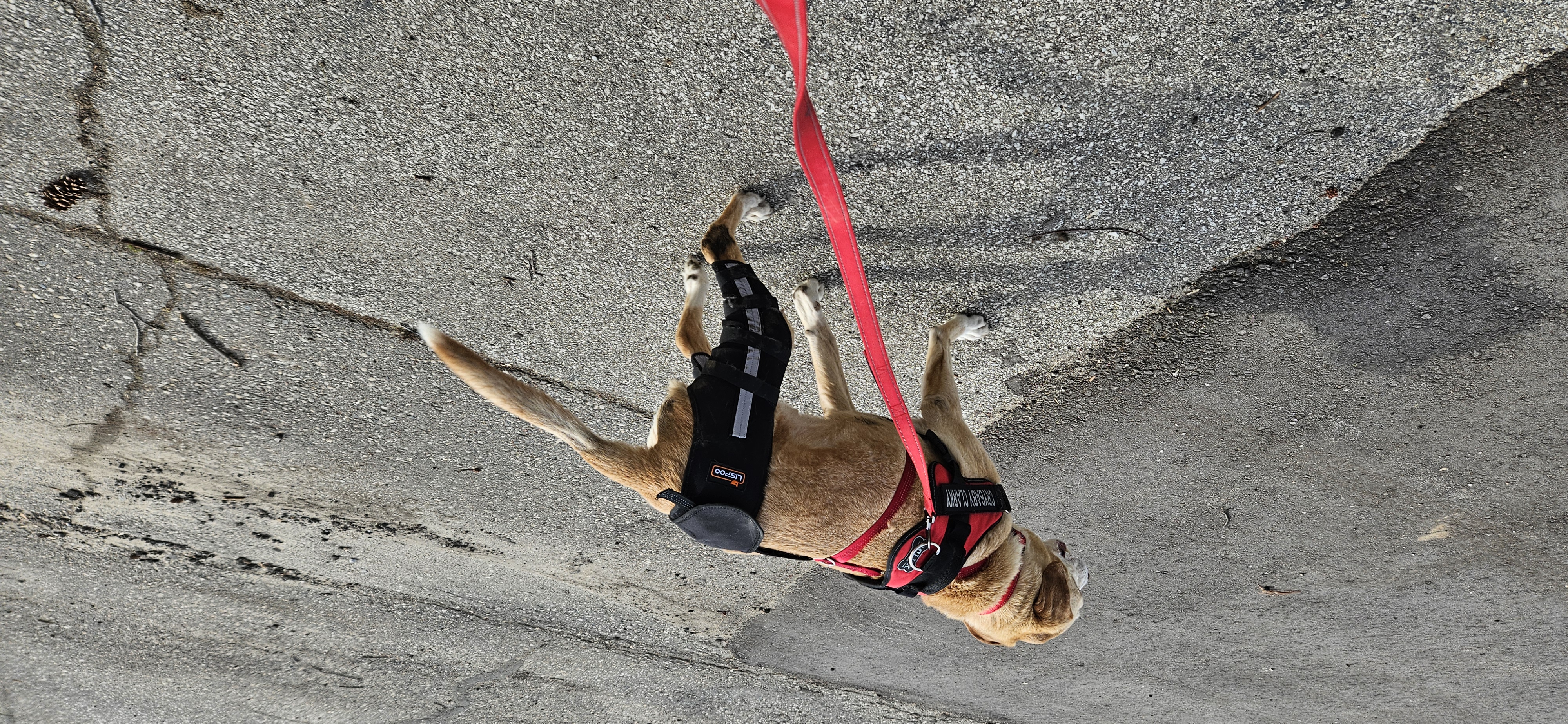 Lispoo Dog Leg Braces For Torn Acl review 0