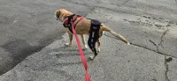 Lispoo Dog Leg Braces For Torn Acl review 0