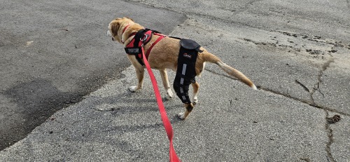 Lispoo Dog Leg Braces For Torn Acl review 