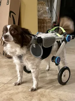 Fordable Dog Wheelchairs For Dog Back Legs review Marsh Hamilton