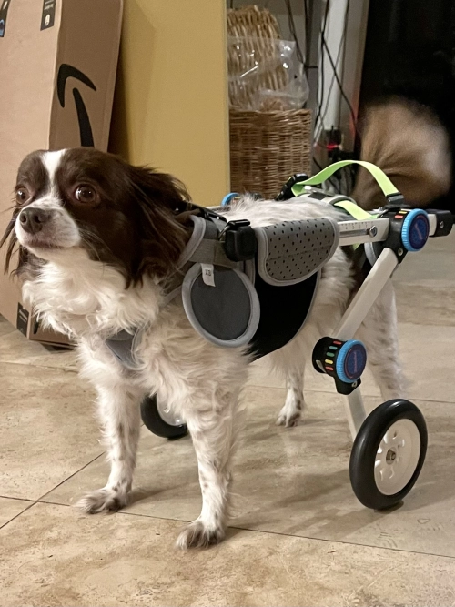 Fordable Dog Wheelchairs For Dog Back Legs review 