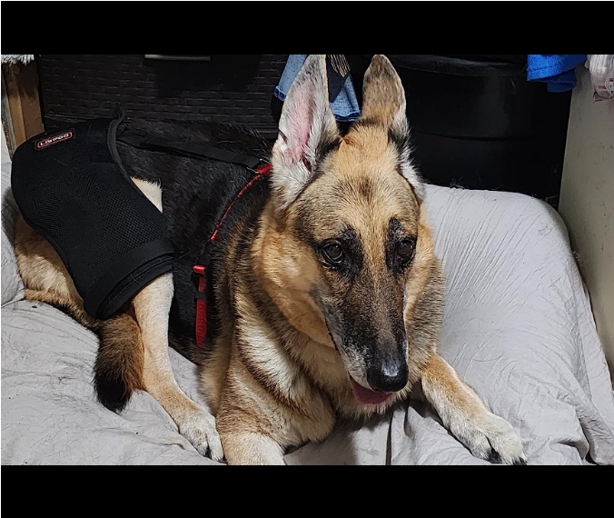 LISPOO Dog Hip Brace for Hip Dysplasia review 0