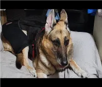 LISPOO Dog Hip Brace for Hip Dysplasia review 0
