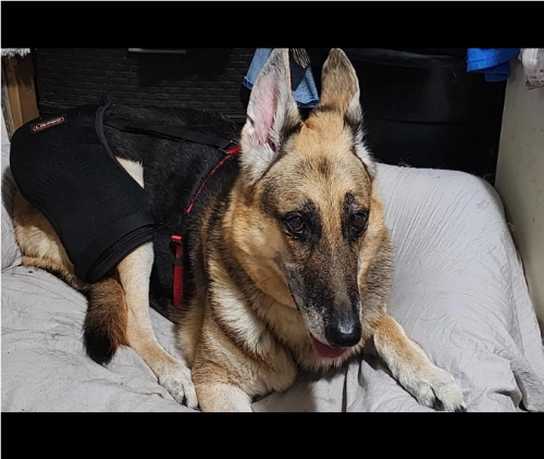LISPOO Dog Hip Brace for Hip Dysplasia review 