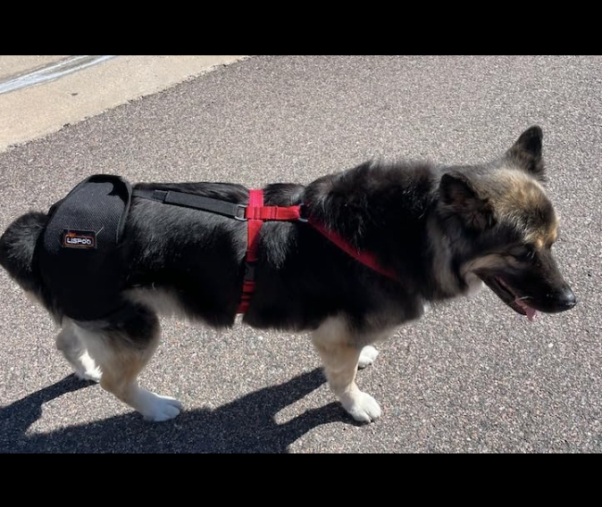 LISPOO Dog Hip Brace for Hip Dysplasia review 0
