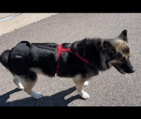 LISPOO Dog Hip Brace for Hip Dysplasia review 0