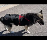 LISPOO Dog Hip Brace for Hip Dysplasia review 0