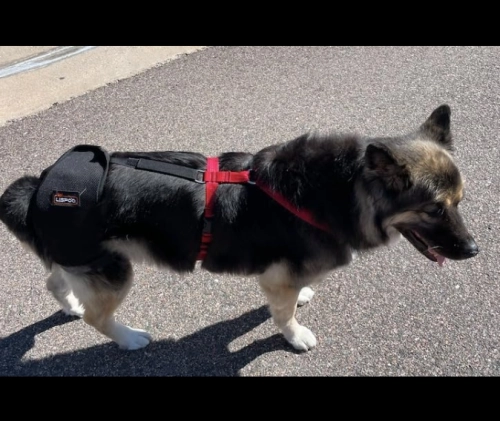 LISPOO Dog Hip Brace for Hip Dysplasia review 