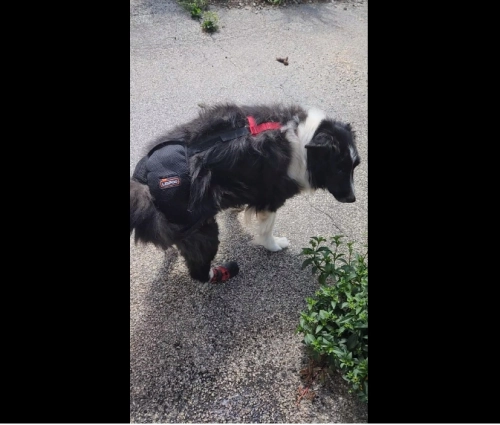 LISPOO Dog Hip Brace for Hip Dysplasia review Elva