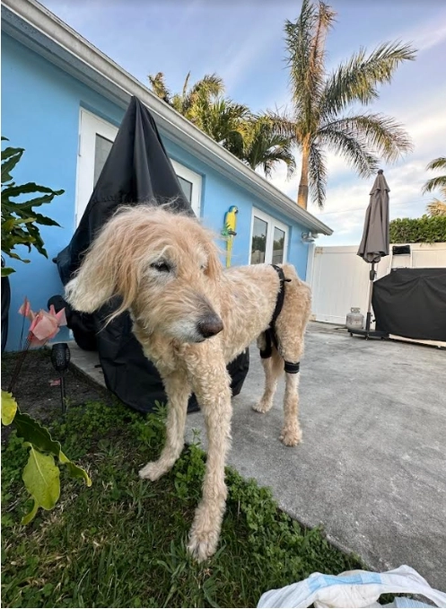 Dog Leg Braces For Hip Dysplasia review 